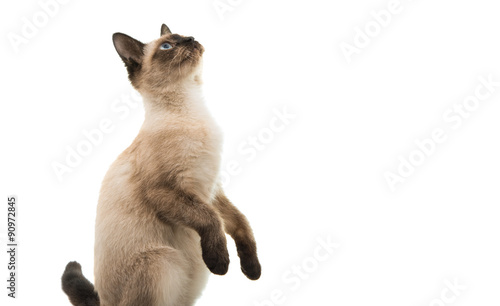 Fototapeta Naklejka Na Ścianę i Meble -  Siamese kitten