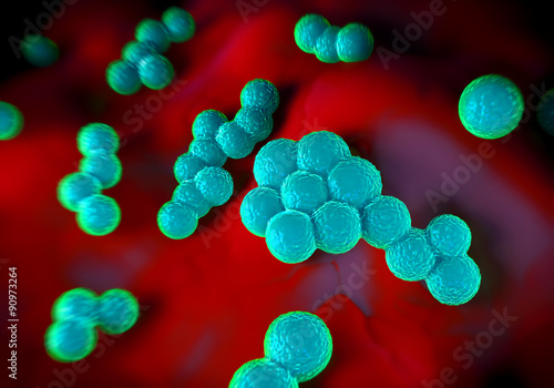 superbug or Staphylococcus aureus (MRSA) bacteria photo