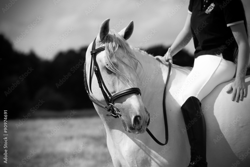 Obraz premium Andalusian horse