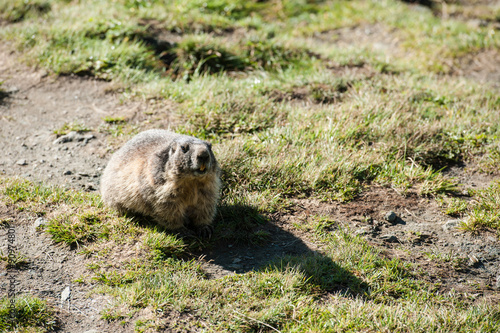 marmot photo