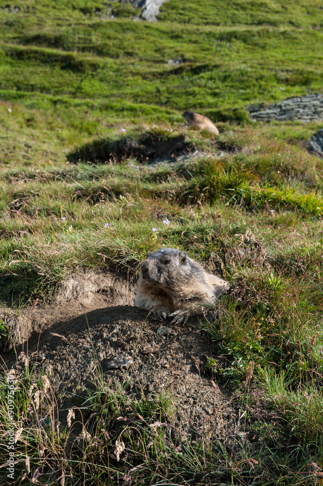 Fototapeta premium marmota