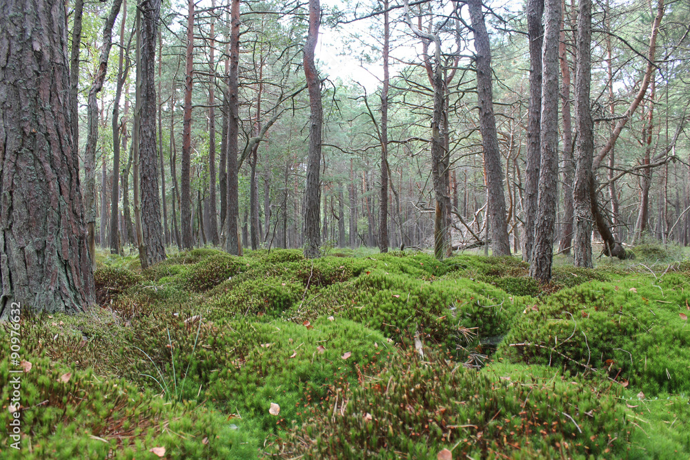 Obraz premium natural pillows made of moss in a forest