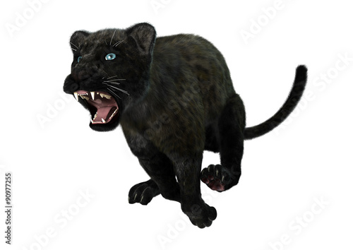 Big Cat Black Panther