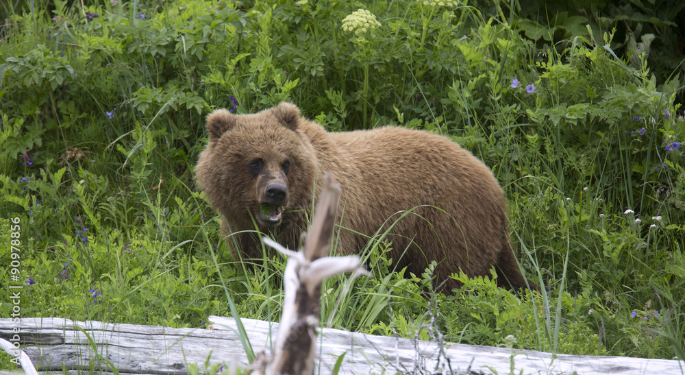 Obraz premium Portrait of wild free roaming brown bear