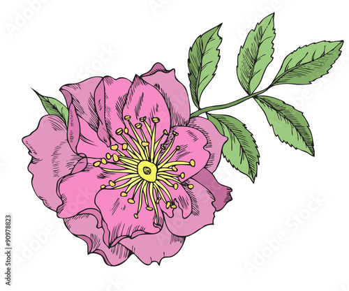 Vintage floral highly detailed hand drawn rose flower stem with roses and leaves.  tattoo design element. 