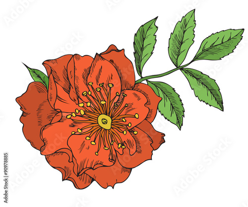 Vintage floral highly detailed hand drawn rose flower stem with roses and leaves.  tattoo design element. 