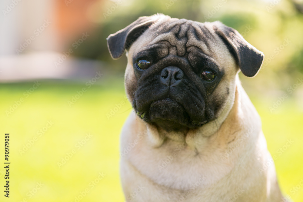 Cute sad Pug on green background in the summer park waiting for the master