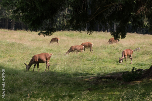 cervi nel parco naturale di Panneggio  Trentino Alto Adige 