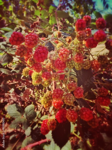 wild raspberries in sunlight