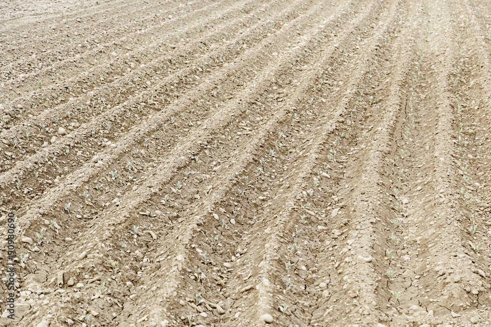 Land plowed for planting Land plowed for planting