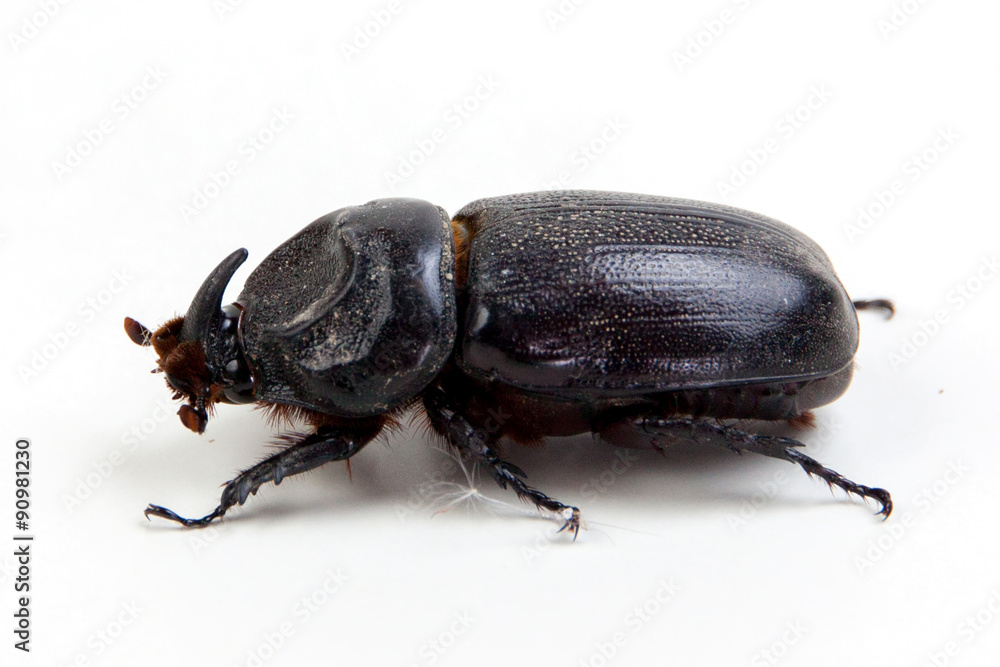big unicorn beetle on white big unicorn beetle on white
