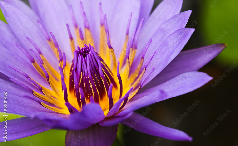Purple Lotus Purple Lotus