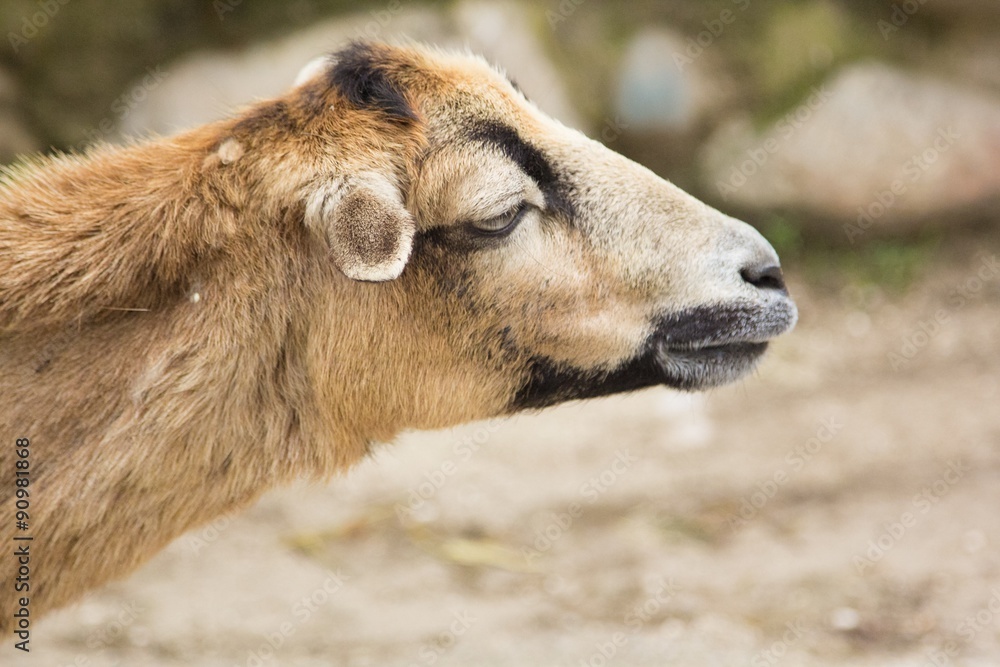 wild goat wild goat