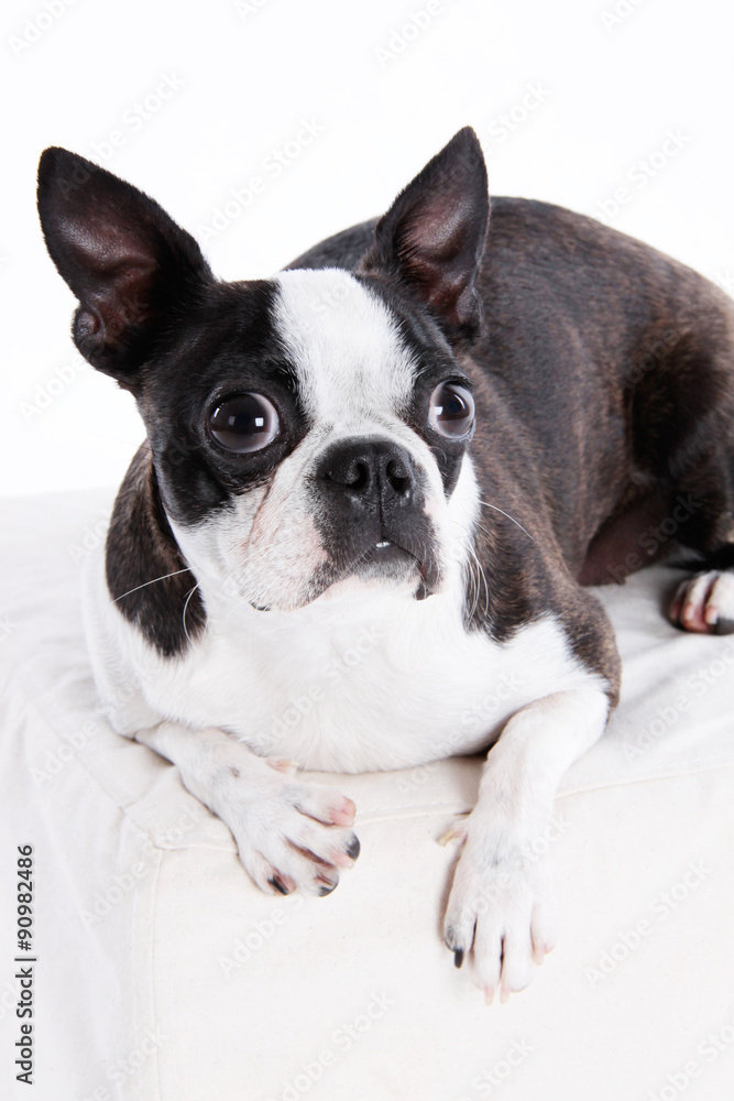 Boston Terrier auf Hocker 2