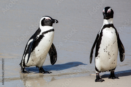 African Penguins at the Sea Shore
