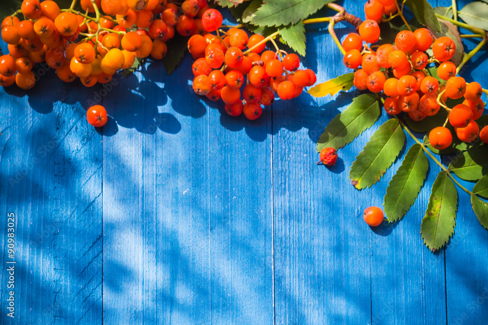Autumnal background rowan fruits blue wooden board - obrazy, fototapety, plakaty 