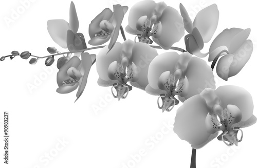 grey orchid branch on white background