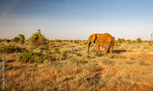 Elephant in Tsavo East National Park