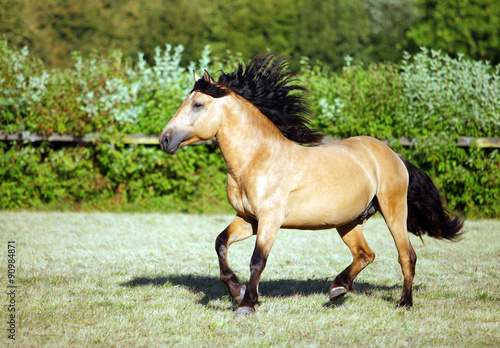 Fototapeta Naklejka Na Ścianę i Meble -  Draft horse runs gallop on the meadow in summer time