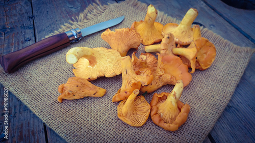 girolles 09092015