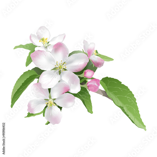 Apple blossom.
Hand drawn vector illustration of apple blossoms on white background - realistic style. 