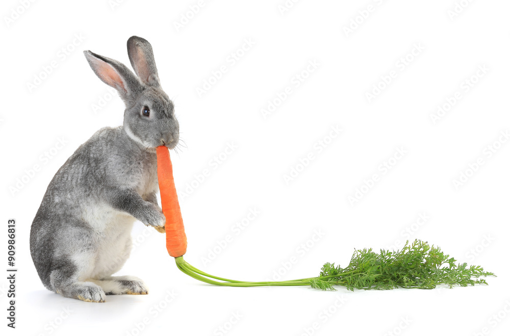 Fototapeta premium Rabbit