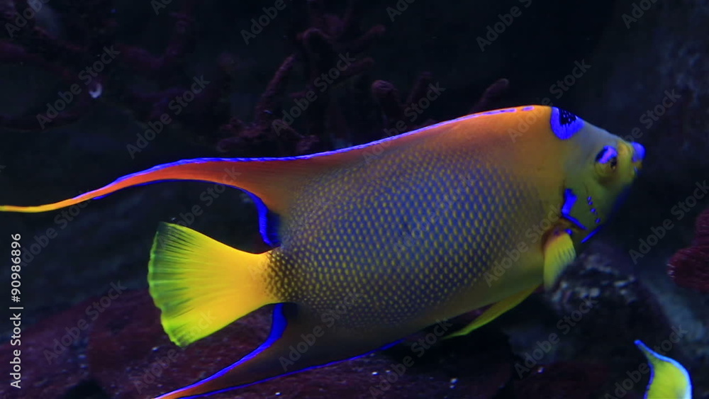 Koran angelfish Koran angelfish