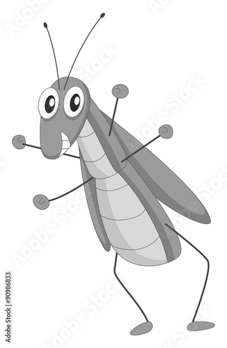 Grasshopper standing on white