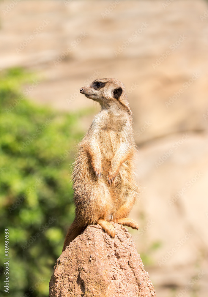 Fototapeta premium Erdmännchen meerkat
