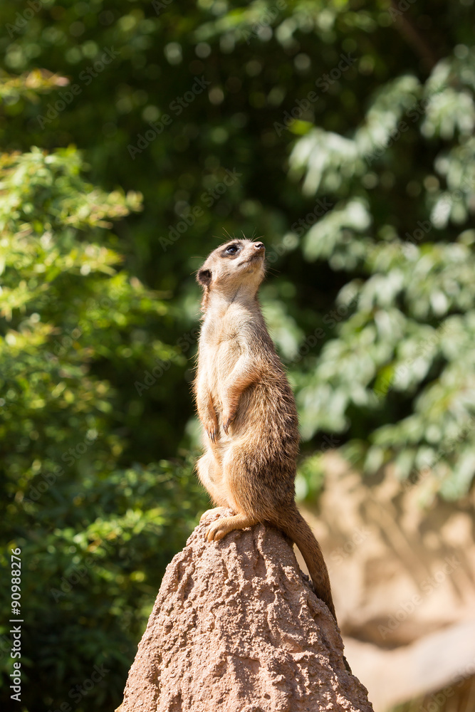 Fototapeta premium erdmännchen meerkat