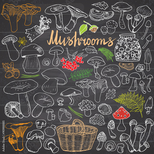 Mushrooms sketch doodles hand drawn set. Different types of edible and non edible mushrooms. Vector icons on Chalkboard background.