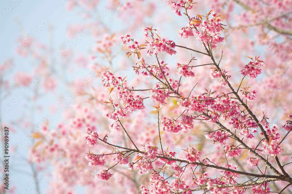 Sakura Flower or Cherry Blossom With Beautiful Nature Background Sakura Flower or Cherry Blossom With Beautiful Nature Background