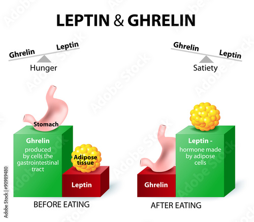 ghrelin and leptin
