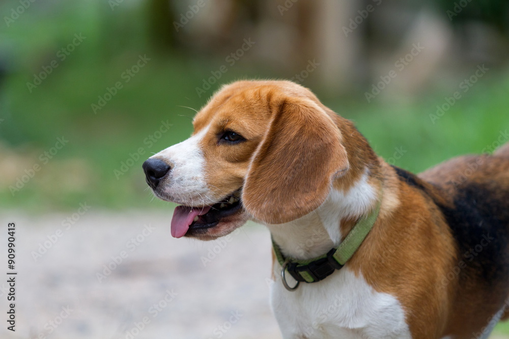 beagle portrait beagle portrait