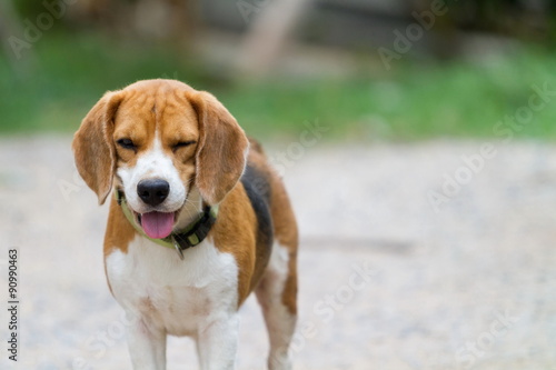 beagle portrait