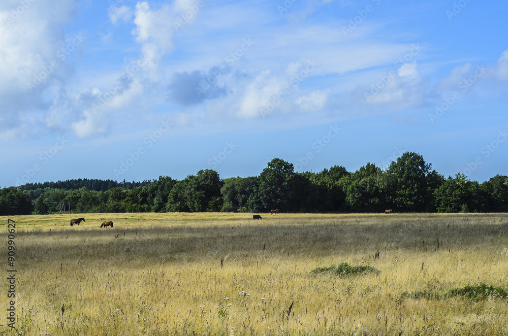 field, horses and forest