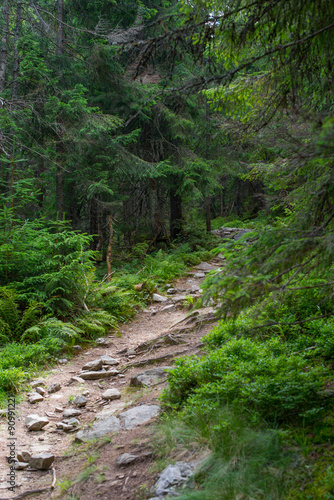 Green Forest Trail