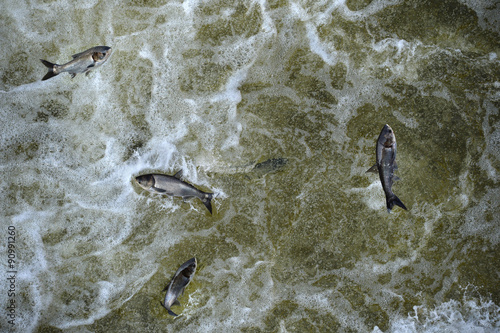 Asian Carp In Tailwaters of Bagnell Dam photo