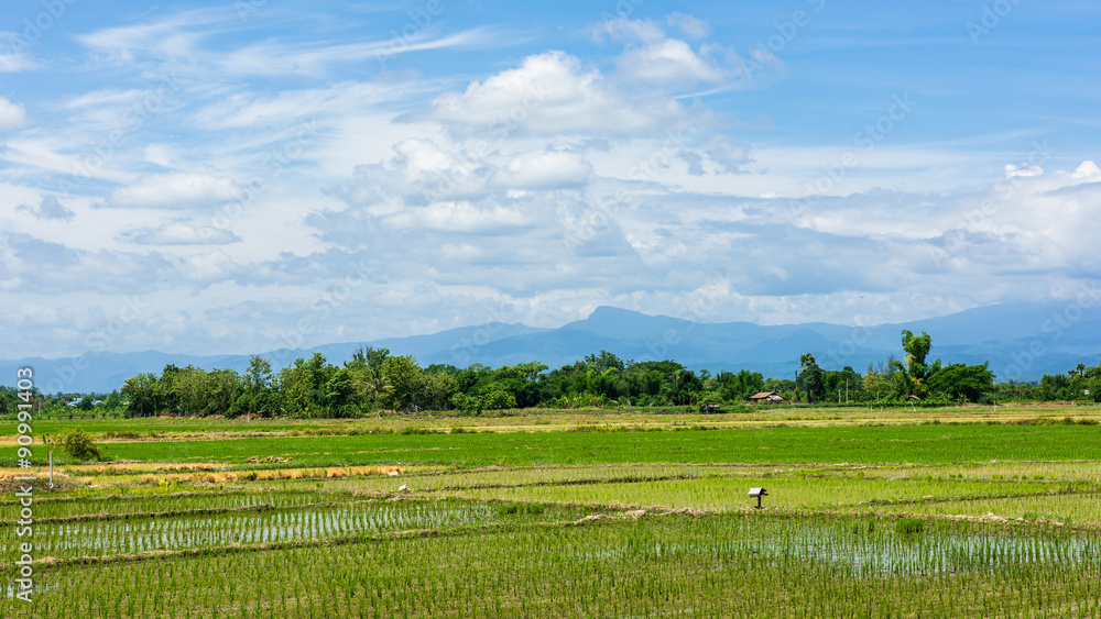 Fototapeta premium Rice field and blue sky with cloud