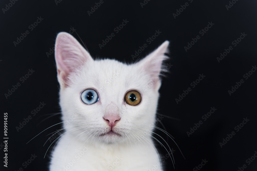 Uniqueness White Cat with Green and Blue Eyes