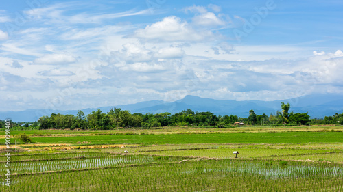 Rice field and blue sky with cloud