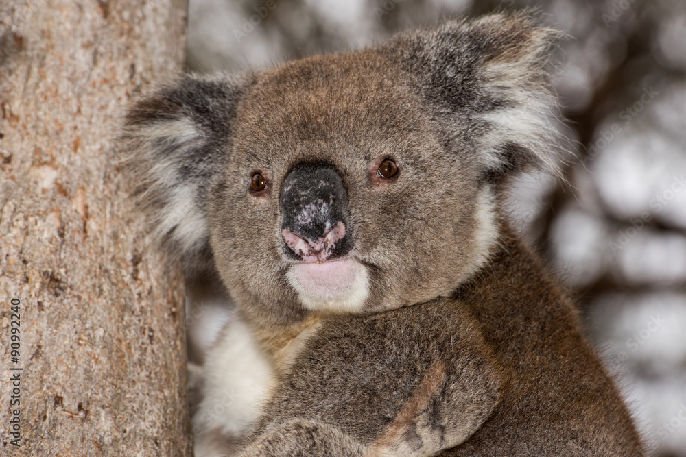 Fototapeta premium Wild koala on a tree while looking at you