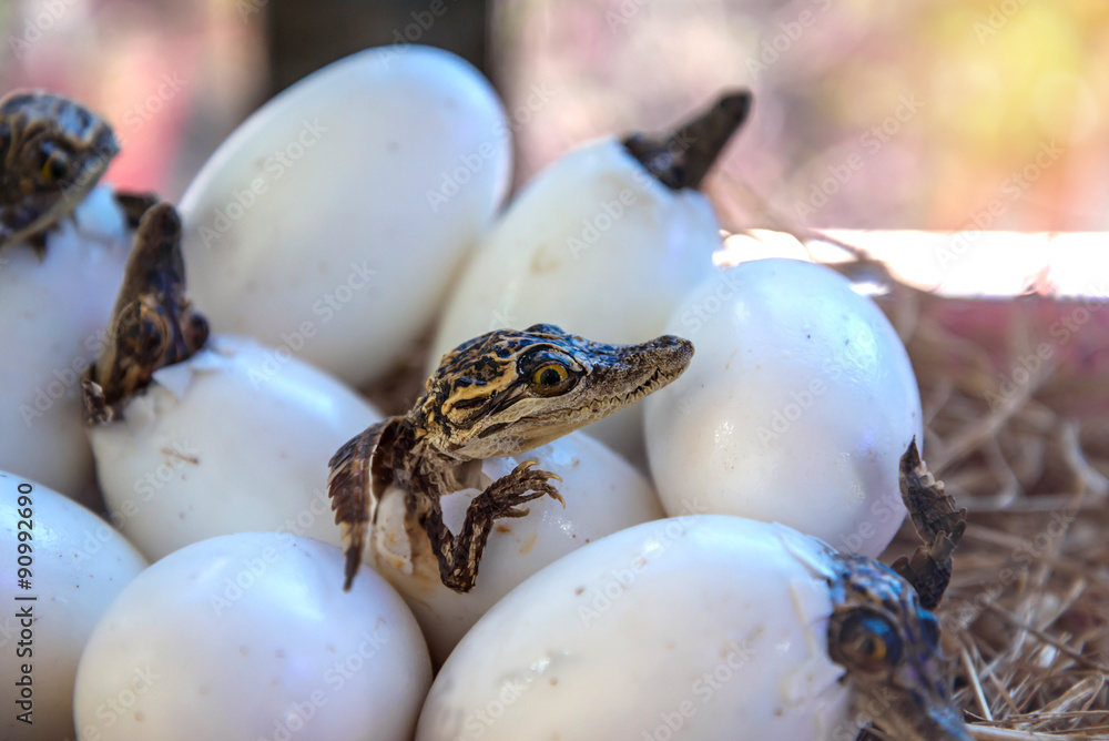 Fototapeta premium z jaj wylęgają się małe krokodyle