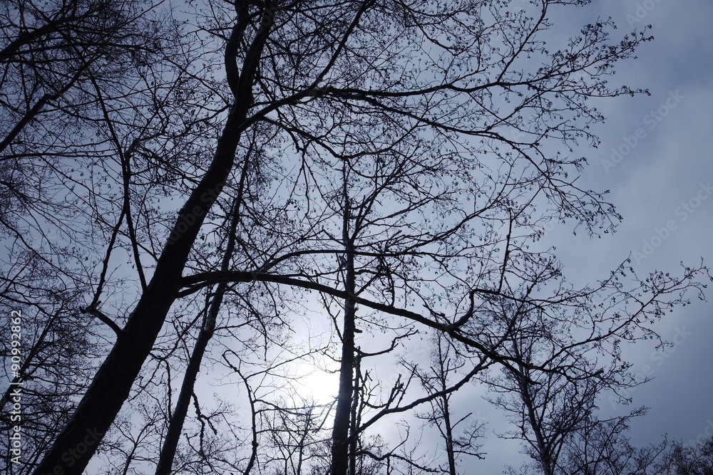 Bare trees Bare trees