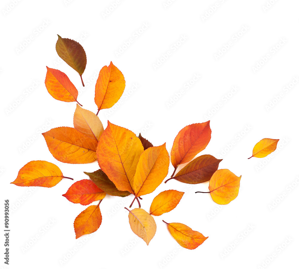 Fototapeta premium Autumn leaves isolated on white background