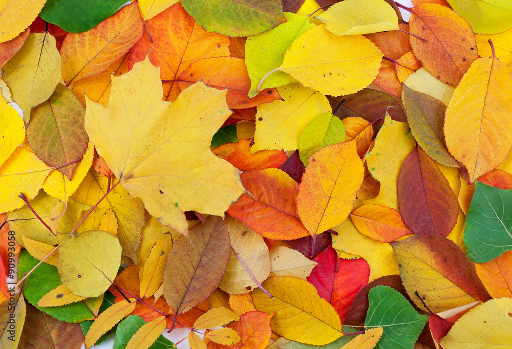Autumn leaves as seasonal background