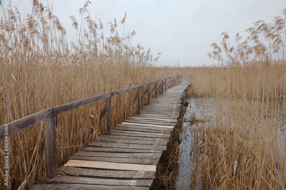 Swamp path Swamp path