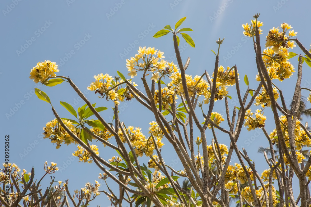Obraz premium blooming Plumeria,Bali, Indonesia