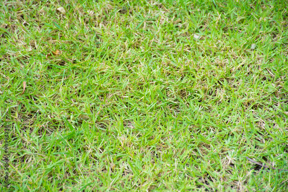 Grass background Grass background