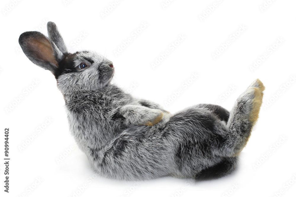 Fototapeta premium rabbit